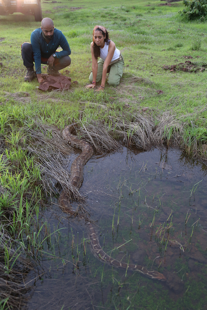 Snakes SOS Goa's Wildest