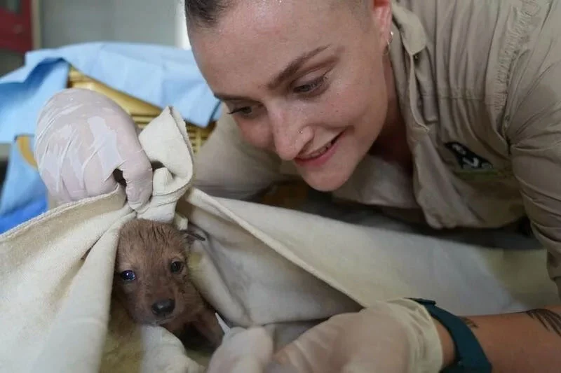 India's Jungle Heroes