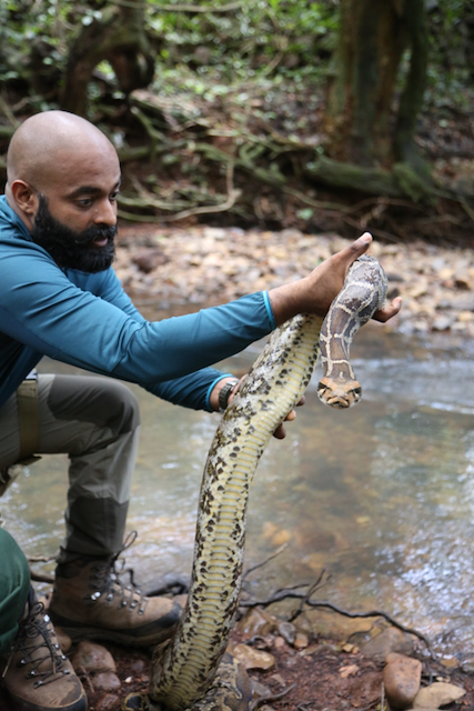 Snakes SOS Goa's Wildest