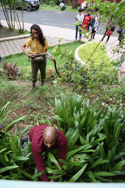 Snakes SOS Goa's Wildest
