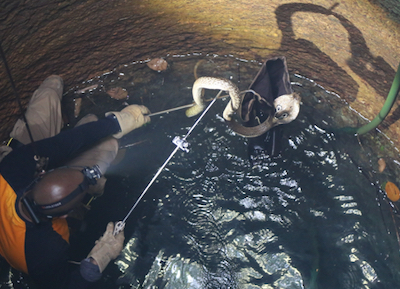 snakes sos goas wildest