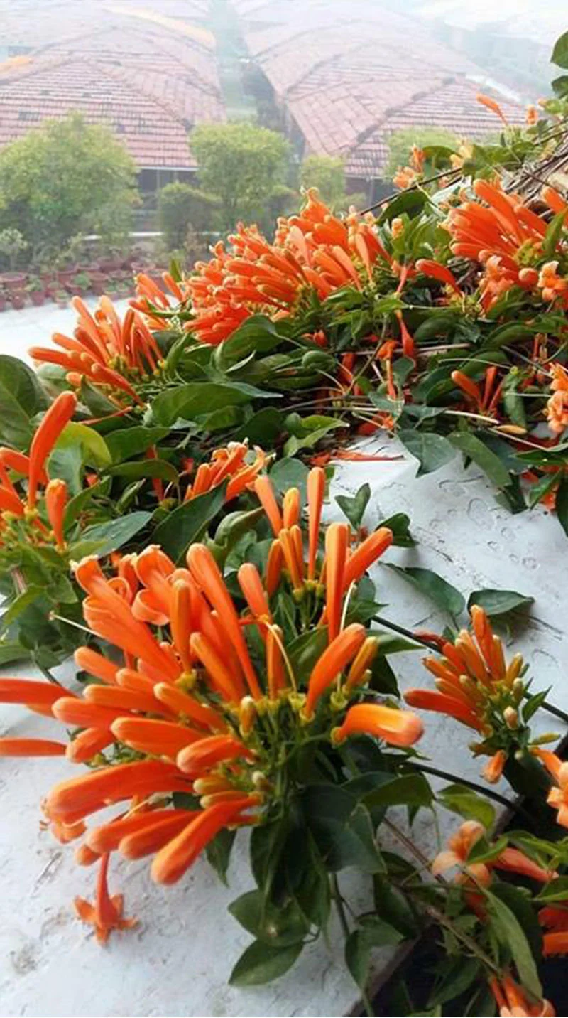 Invitation au Voyage